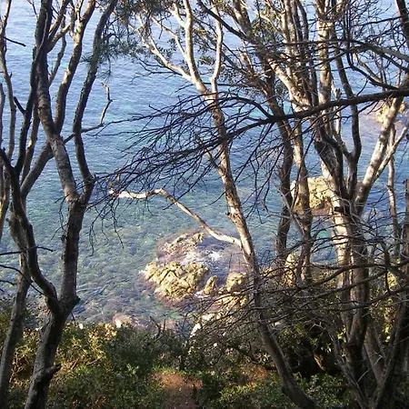 Strelizia Cavalaire-sur-Mer